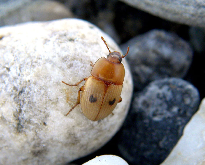 Due Coleotteri da identificare